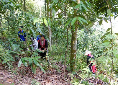 Hương quế ở Nậm Lúc của người Dao