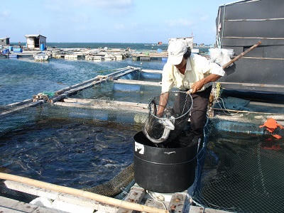 Sức sống mới  trên đảo ngọc Phú Quý