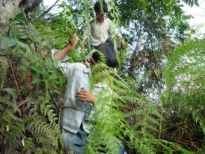 Bất chấp tính mạng để săn "lộc trời"