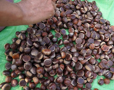 Nỗi buồn của  hạt dẻ Trùng Khánh