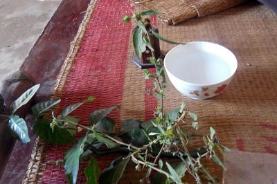 “Thần y” xứ Mường và bí kíp chữa rắn độc cắn bằng “khí công”