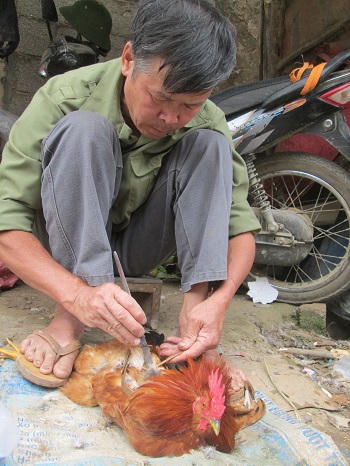 Độc đáo nghề thợ hoạn biến gà thành “thái giám” ở vùng cao