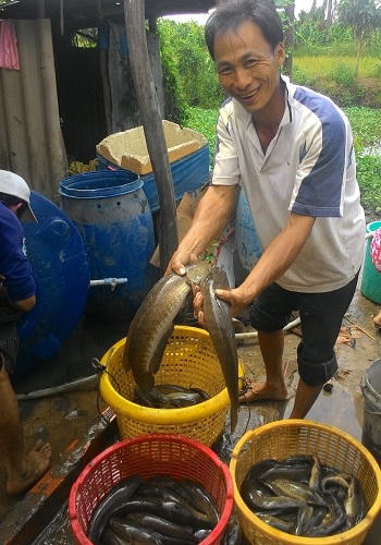 U Minh Hạ nhộn nhịp vào mùa cá đồng trúng vụ