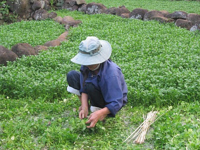 Rau siêu sạch  tưới từ nguồn nước giếng cổ