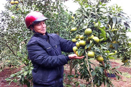 “Đại gia chân đất”  kiếm bạc tỷ nhờ trồng cam