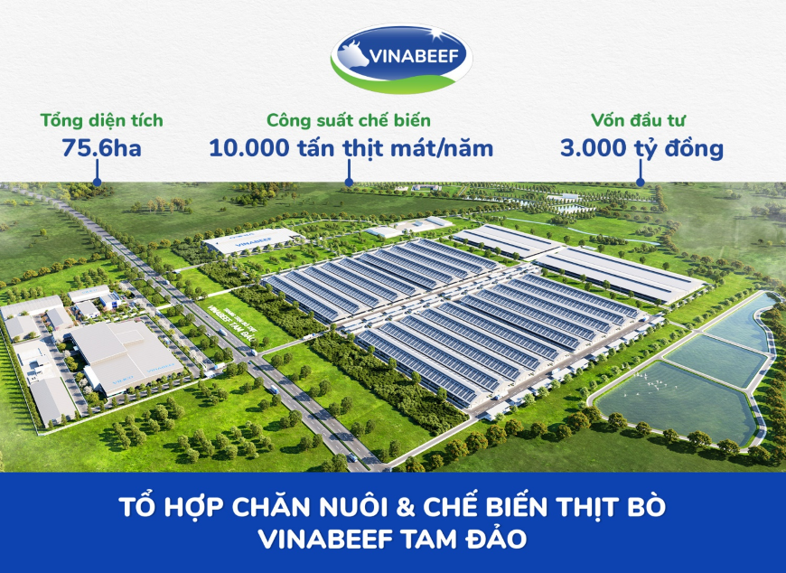 Doanh nghiệp Việt Nam - Nhật Bản bắt tay xây dựng thương hiệu bò Tam Đảo