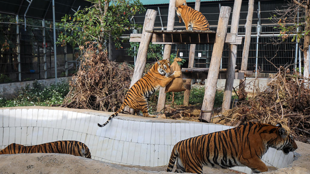 Vụ án hình sự về động vật hoang dã đang có chiều hướng gia tăng