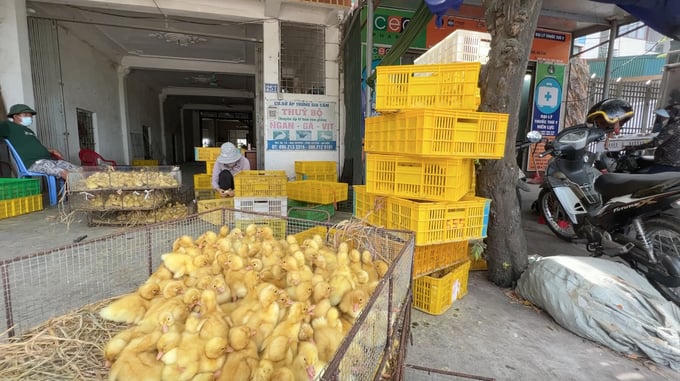 Ngăn chặn nhập lậu gia súc, gia cầm: Đừng như 'đá ném ao bèo'