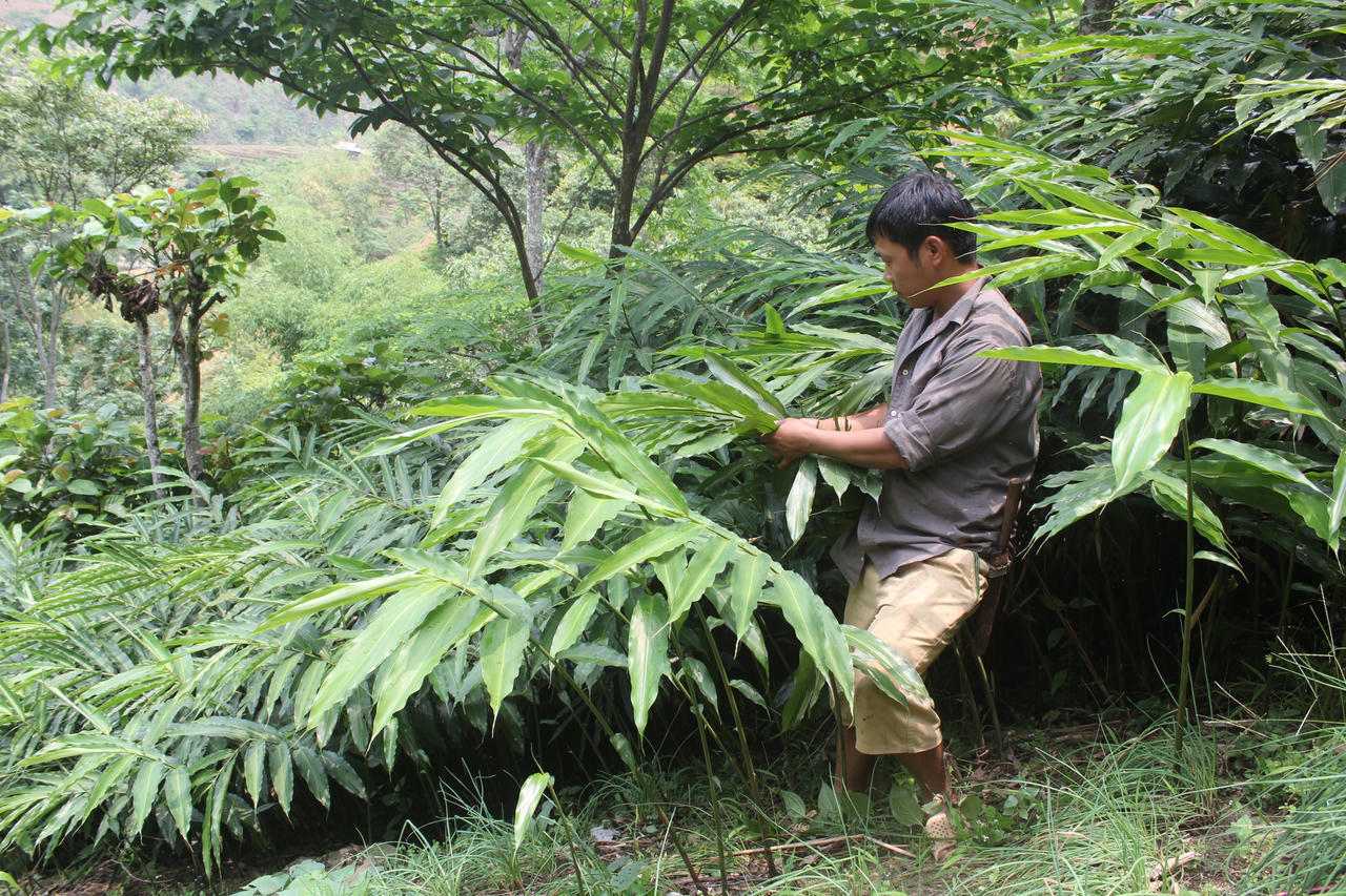 Thay đổi tư duy để phát triển giá trị hệ sinh thái rừng