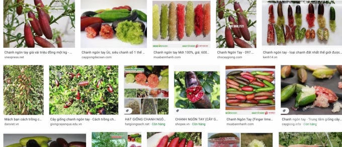 Giống cây trồng rao bán tràn lan trên mạng: Chưa có quy định cụ thể và chế tài xử lý
