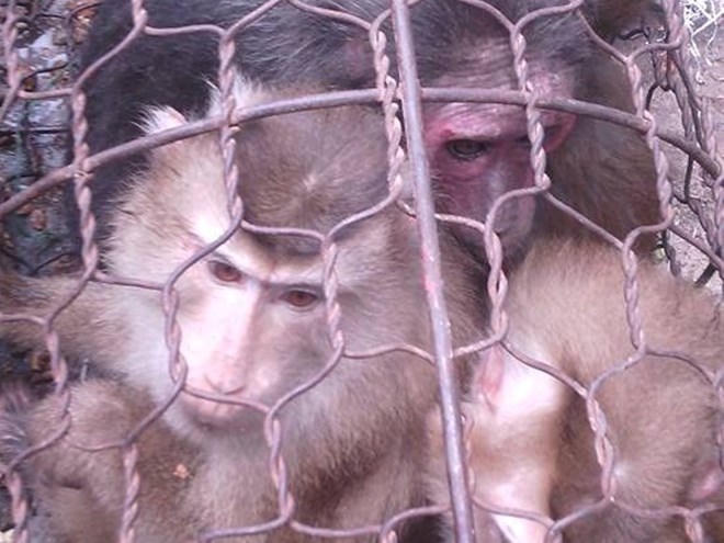 Kinh hoàng chùm ảnh giết khỉ dã man của “đồ tể” trẻ