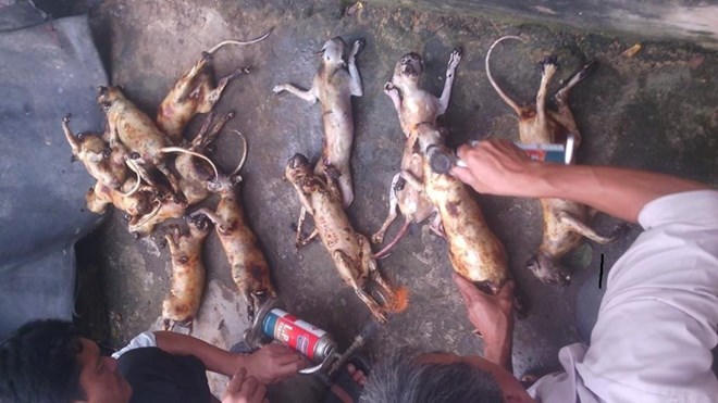 Kinh hoàng chùm ảnh giết khỉ dã man của “đồ tể” trẻ