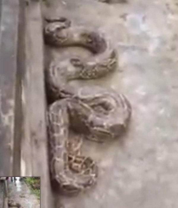 Sốc với hình ảnh trăn khổng lồ được cứu từ ngôi mộ cũ