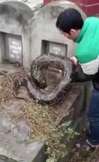 Sốc với hình ảnh trăn khổng lồ được cứu từ ngôi mộ cũ