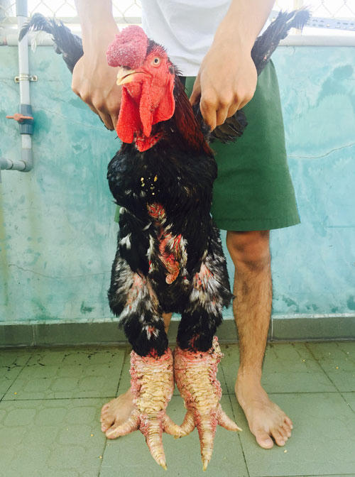 Giật mình quà Tết 'khủng' của 'đại gia' 