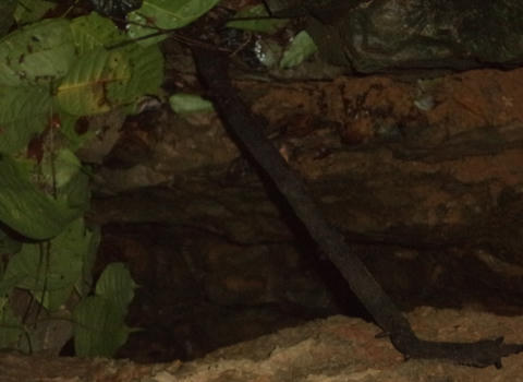 Chưa thể tiếp cận 3 phu vàng bị kẹt trong hang sâu