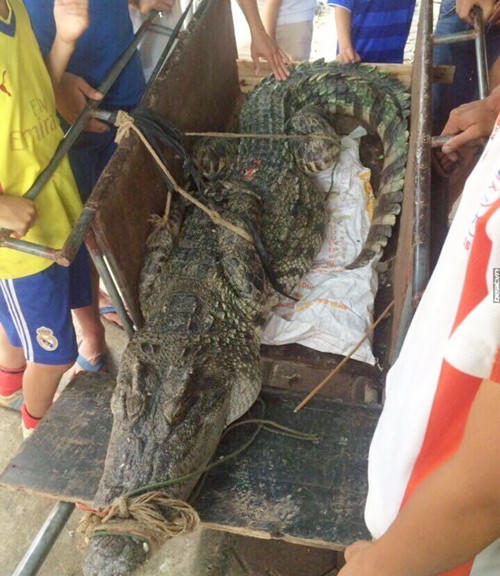 Sốc: Phát hiện cá sấu trên 70 kg giữa đầm Hà Nội
