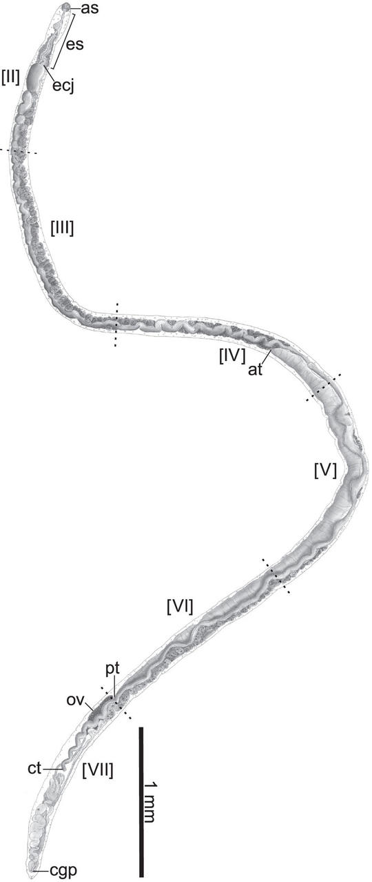 Lấy tên Tổng thống Obama đặt cho... giun