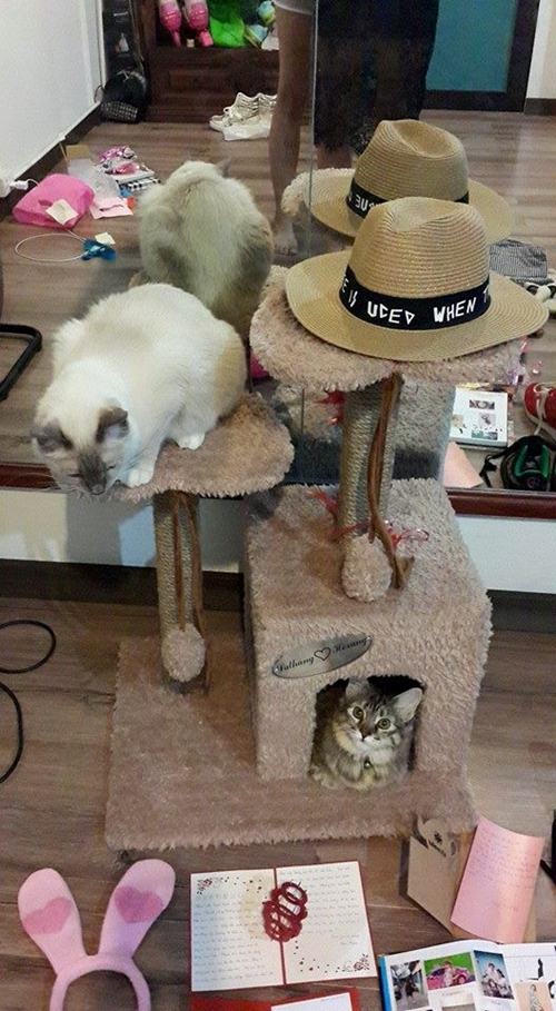 Khám phá không gian riêng tư của Hari Won trước khi theo Trấn Thành 'về dinh'