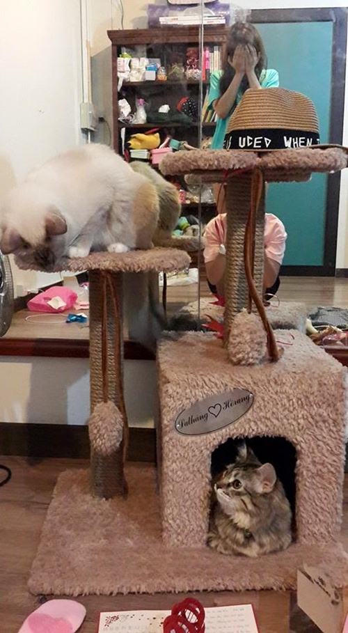 Khám phá không gian riêng tư của Hari Won trước khi theo Trấn Thành 'về dinh'