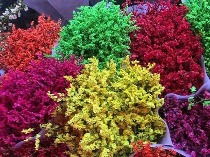 Ẩn họa khôn lường khi trưng hoa sao khô dịp Tết