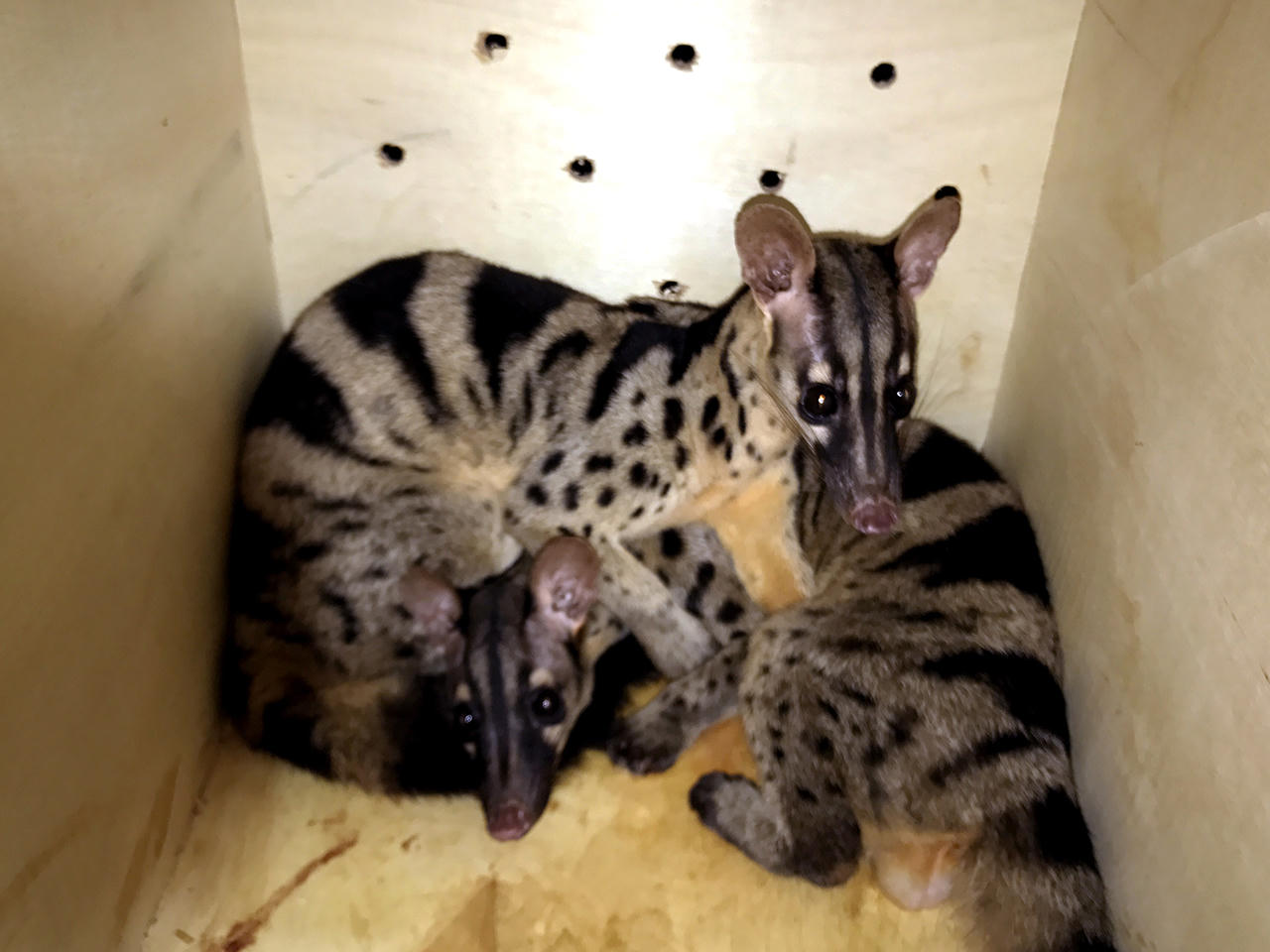 Cứu sống 3 Cầy vằn trong Sách Đỏ thế giới