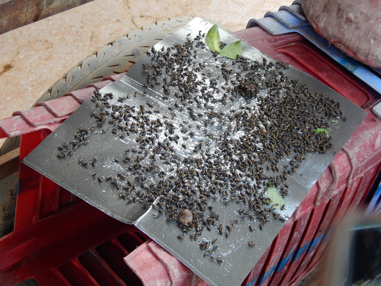 Người dân Trà Nóc (Cần Thơ) khốn khổ vì 'bão' ruồi 