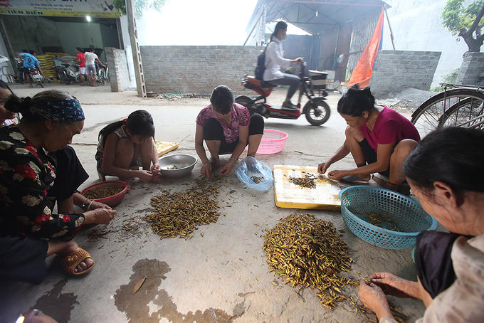 Người Hà Nội đổ mồ hôi bắt châu chấu