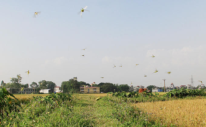 Người Hà Nội đổ mồ hôi bắt châu chấu