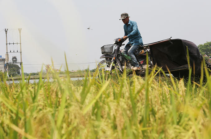 Người Hà Nội đổ mồ hôi bắt châu chấu