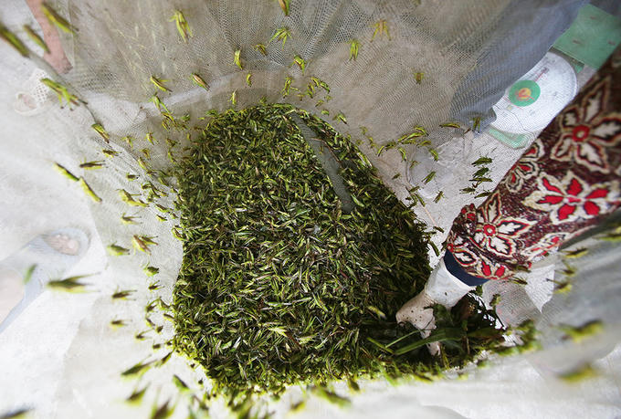 Người Hà Nội đổ mồ hôi bắt châu chấu