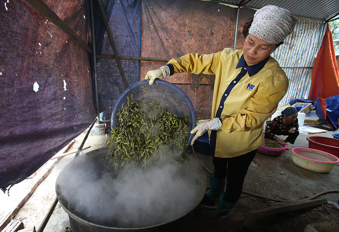 Người Hà Nội đổ mồ hôi bắt châu chấu