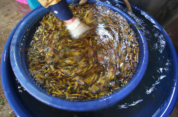 Người Hà Nội đổ mồ hôi bắt châu chấu