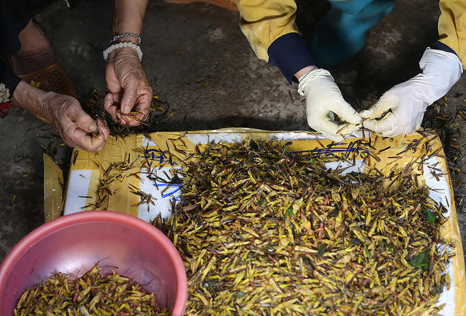 Người Hà Nội đổ mồ hôi bắt châu chấu