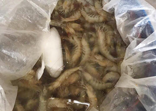 Bắt quả tang hơn chục người bơm tạp chất vào tôm ở Bạc Liêu