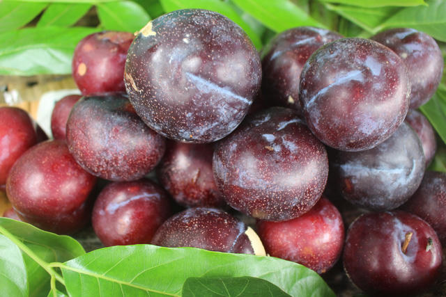 'Đội lốt' hàng Việt, đào, mận Trung Quốc tràn ngập phố Hà Nội