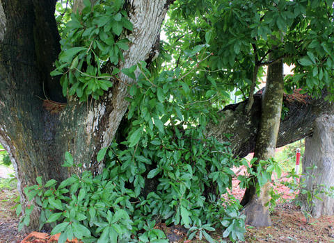 Háo hức hái lộc cây lộc vừng hàng trăm năm tuổi nở hoa sớm