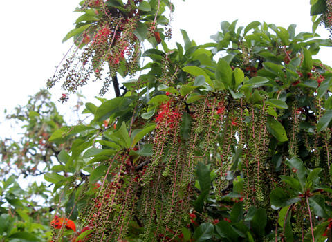 Háo hức hái lộc cây lộc vừng hàng trăm năm tuổi nở hoa sớm