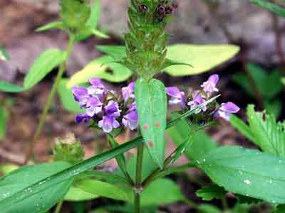 8 bài thuốc dân gian chữa sốt xuất huyết