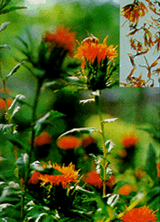 Lương y 'mách' thuốc hay chữa đau lưng