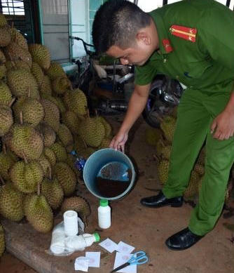 Tẩm hóa chất vào hàng tấn sầu riêng để chuyển ra Hà Nội bán