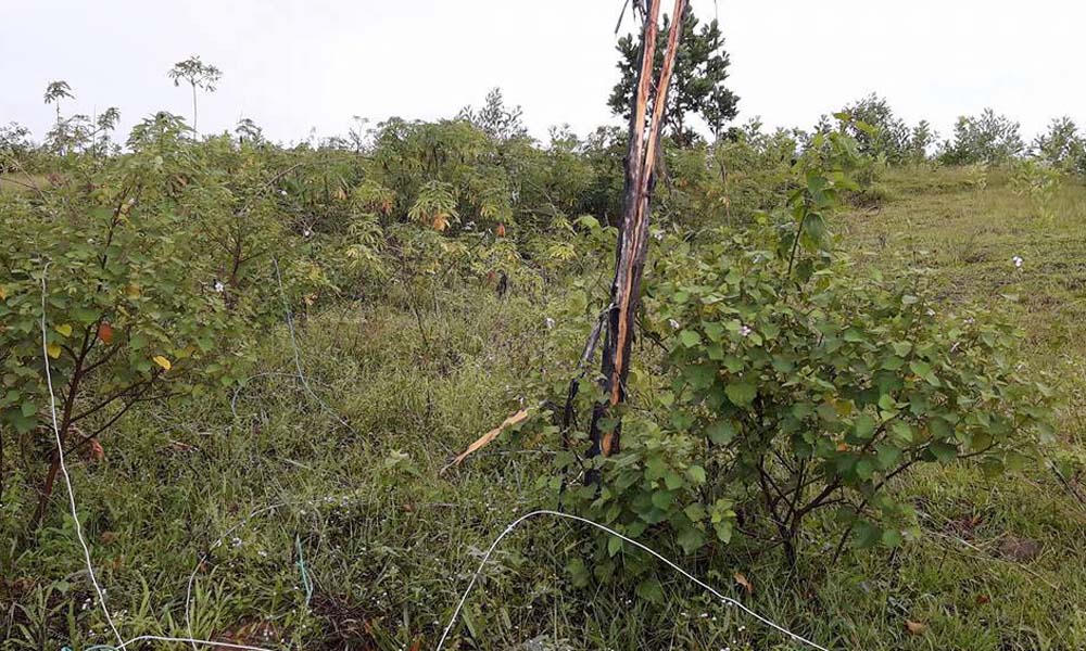 Hai bố con bị sét đánh tử vong trên giường ngủ