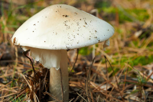 5-thu-khong-ngo-co-the-khien-ban-tu-vong-2