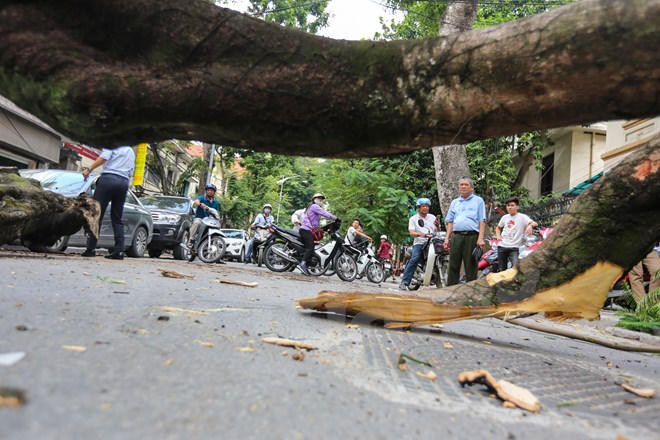 Hoảng hồn vì cây xanh bất ngờ đổ giữa đường Hà Nội