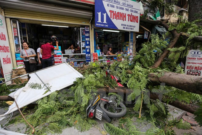 Hoảng hồn vì cây xanh bất ngờ đổ giữa đường Hà Nội