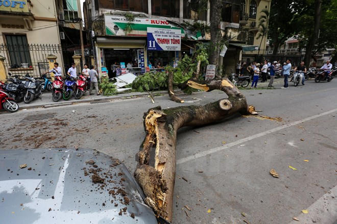 Hoảng hồn vì cây xanh bất ngờ đổ giữa đường Hà Nội