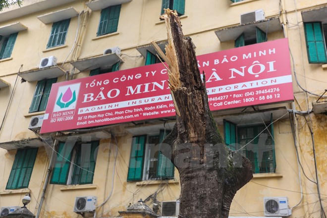 Hoảng hồn vì cây xanh bất ngờ đổ giữa đường Hà Nội