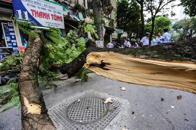 Hoảng hồn vì cây xanh bất ngờ đổ giữa đường Hà Nội