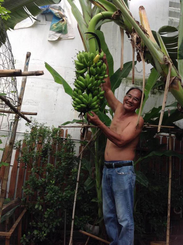 Buồng chuối trĩu quả mà hai ông bà chăm sóc được.