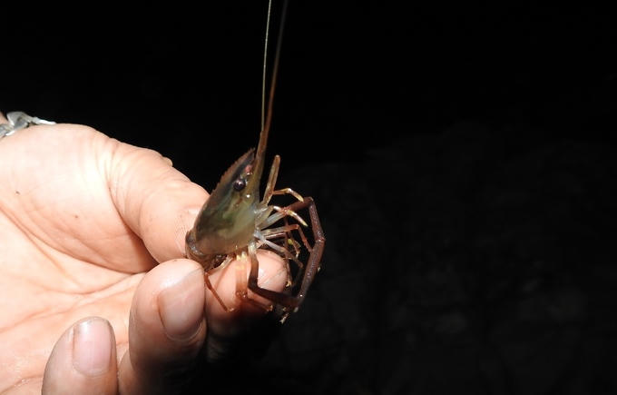 Săn tôm bằng súng cao su lúc nửa đêm